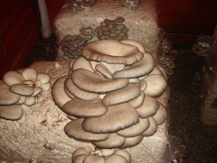Fresh Pleurotus mushroom at 'Mitato Mushrooms Farm' greenhouse